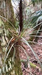 Tillandsia fasciculata
