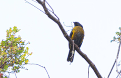 Phainoptila melanoxantha