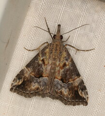 Hypena jussalis