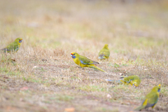 Platycercus caledonicus