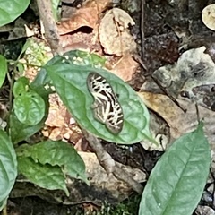 Catuna crithea