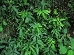 Coniogramme wilsonii