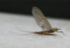 Ephemeroptera