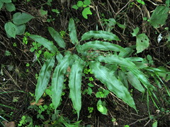 Coniogramme wilsonii