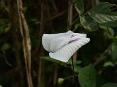 Centrosema pubescens