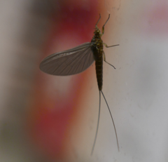 Ephemeroptera