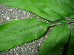 Coniogramme wilsonii