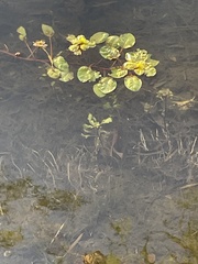 Ludwigia palustris