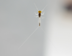 Ephemeroptera