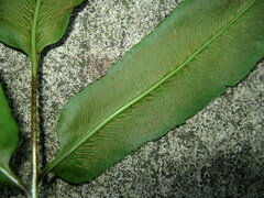 Coniogramme wilsonii