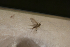 Ephemeroptera