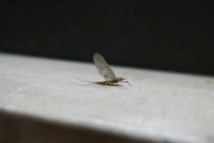 Ephemeroptera