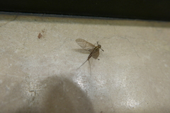 Ephemeroptera