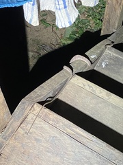 Toxicodryas adamanteus