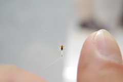 Ephemeroptera