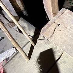 Toxicodryas adamanteus