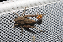 Tetrix tenuicornis
