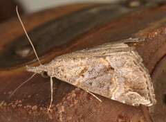 Hypena laceratalis