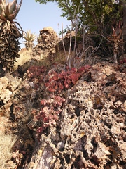 Crassula swaziensis