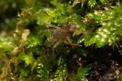 Liocranidae