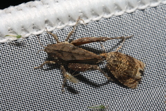 Tetrix tenuicornis