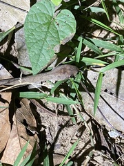 Toxicodryas adamanteus