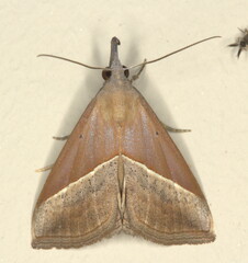Hypena laetalis