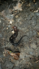 Desmognathus orestes