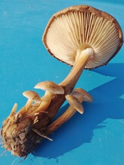 Flammulina filiformis