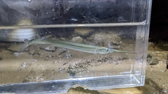 Hyporhamphus intermedius