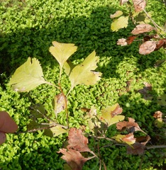 Crataegus viridis glabriuscula