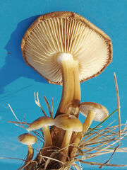 Flammulina filiformis