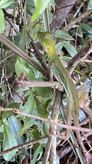 Enyalius iheringii