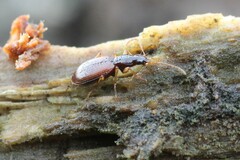 Oxypselaphus obscurus