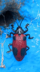 Coraliomela quadrimaculata