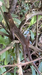 Enyalius iheringii