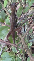 Enyalius iheringii