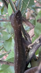 Enyalius iheringii