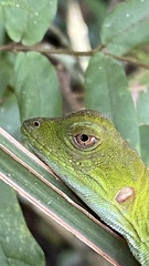 Enyalius iheringii