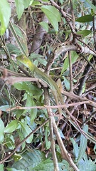Enyalius iheringii