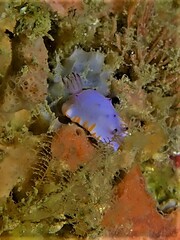 Mexichromis macropus