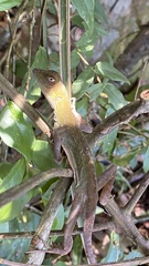 Enyalius iheringii