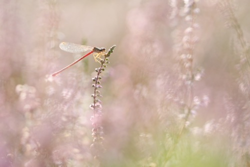 Small Red Damselfly, 6611 Overasselt, Nederland, photo 9 of 10