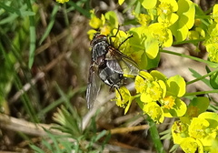 Voria ruralis