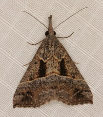 Hypena tetrasticta