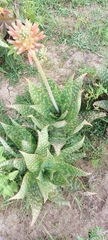 Aloe maculata
