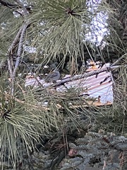 Junco hyemalis caniceps