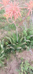 Aloe maculata