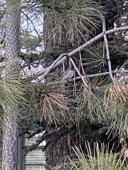 Junco hyemalis caniceps