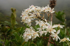 Epidendrum patens